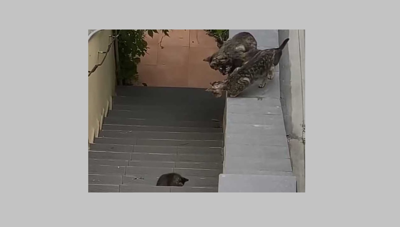 Caiu no : gato empurra filhote de escada