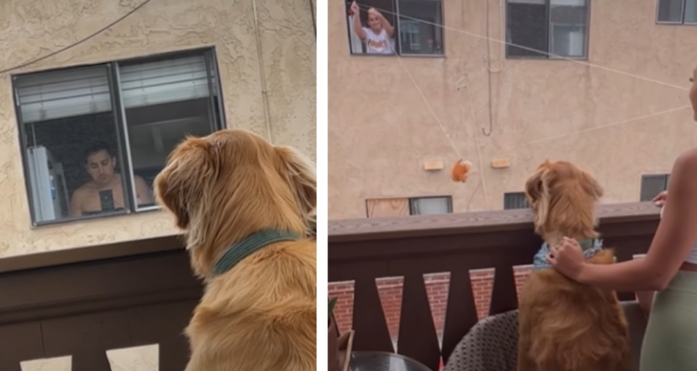 Cachorro Observa Da Sacada E Conquista Amizade Do Vizinho De Prédio 