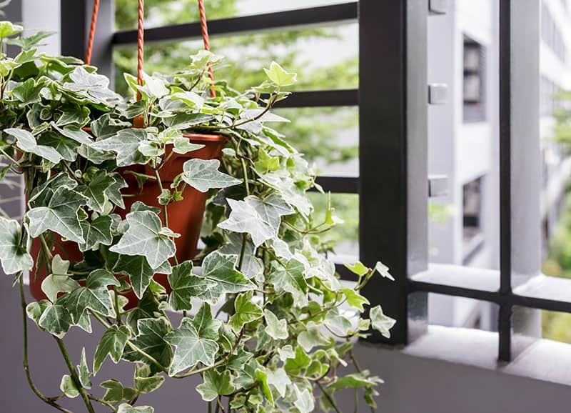 Planta em vaso em casa