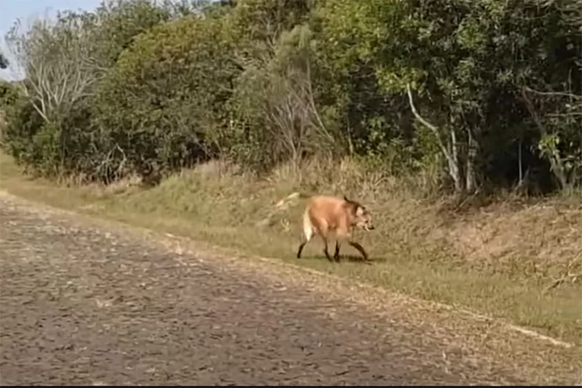 Imagem: divulgação